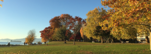 Fall leaves at English Bay